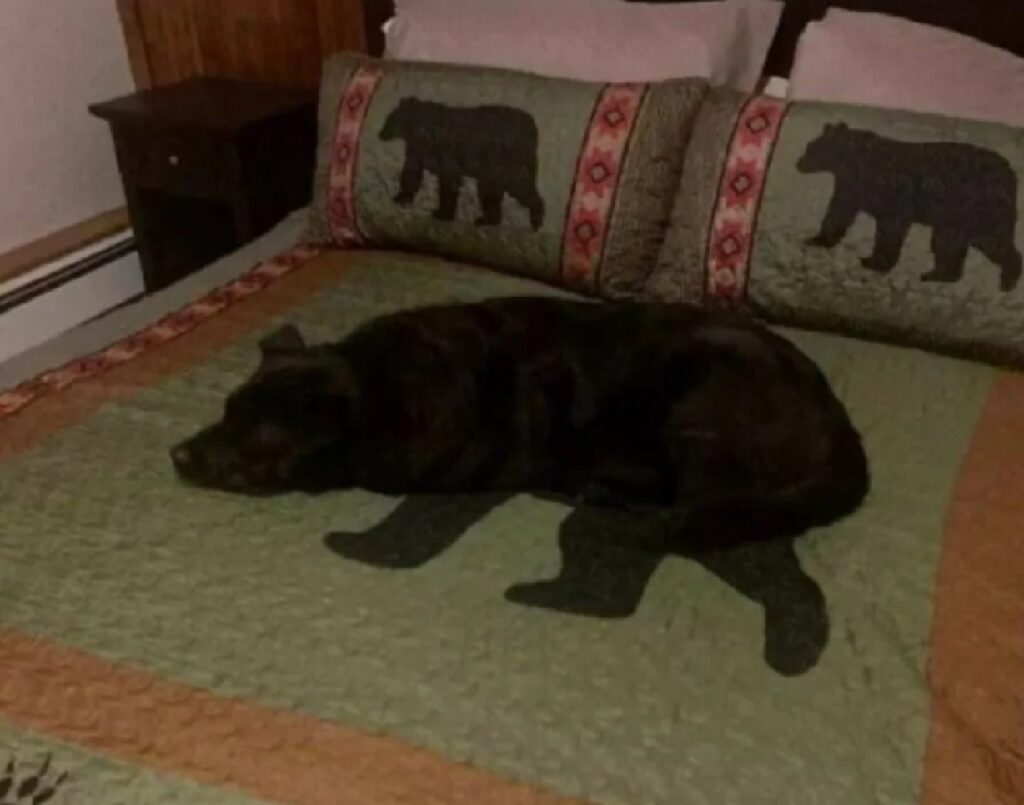 cane pelo nero sembra orso 