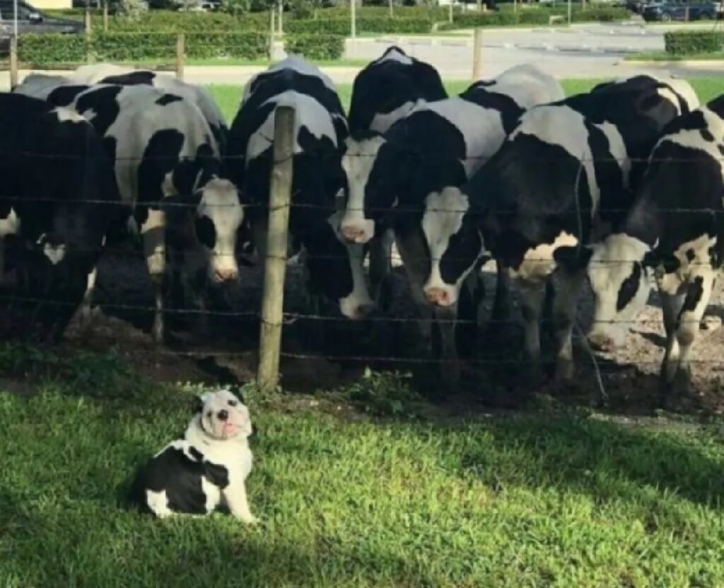 cane identico a mucche 