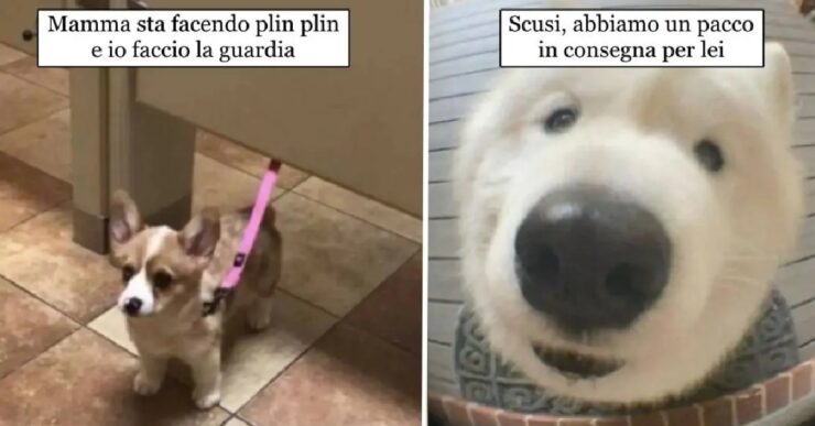 cani che riusciranno a catturare vostro cuore