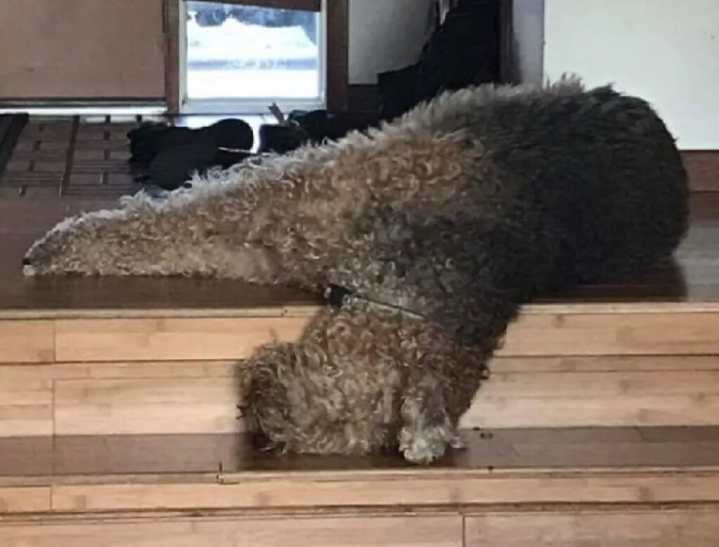 cane testa sulle scale 