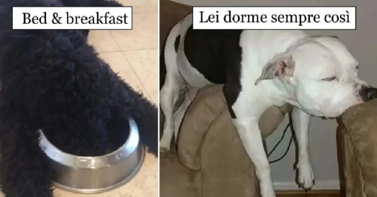 cani che riuscirebbero a dormire dappertutto