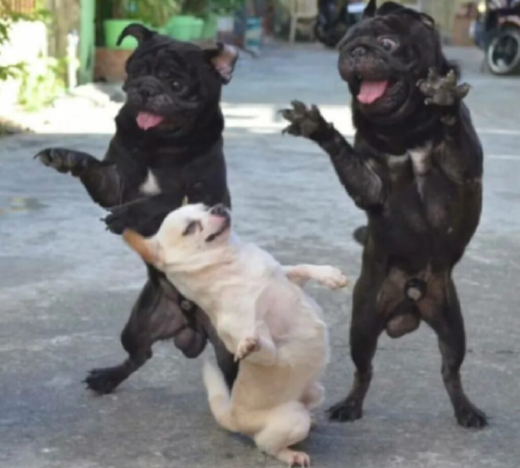 cani danzano felici 