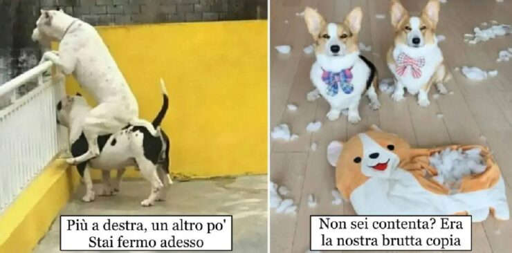 cani che sanno come cavarsela sempre