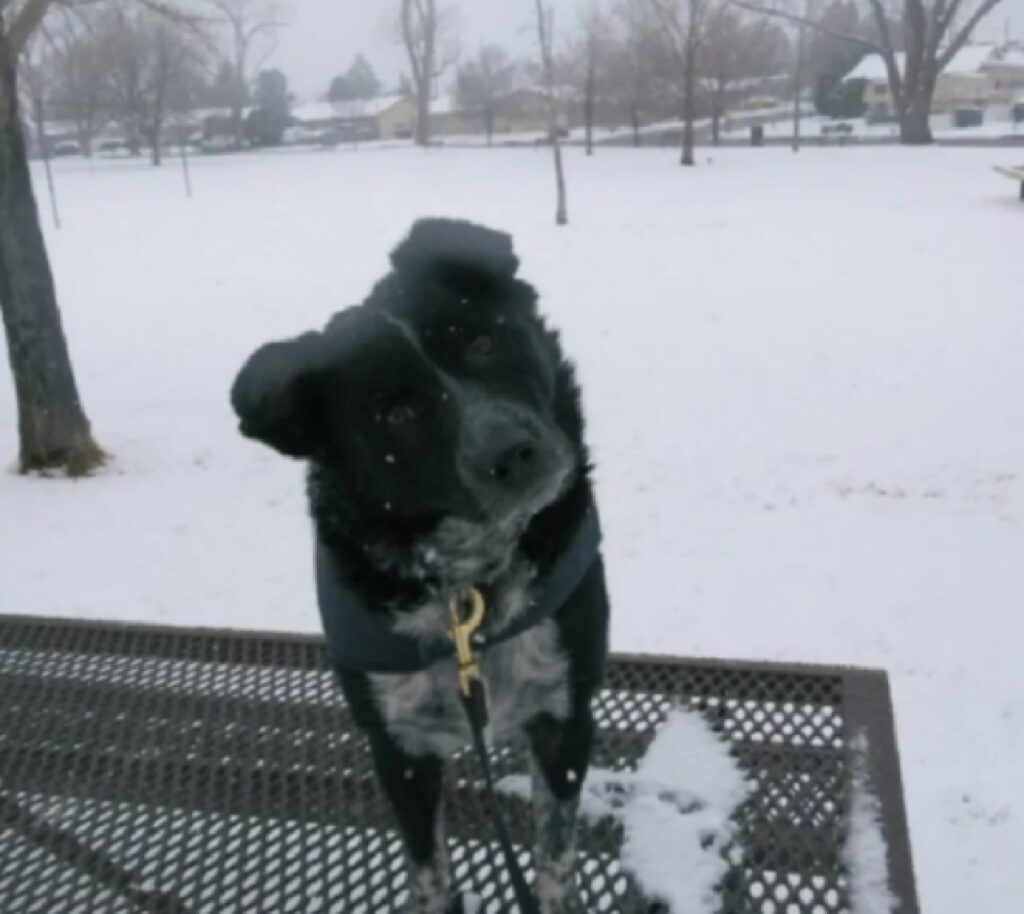 cane sulla panchina mentre nevica 