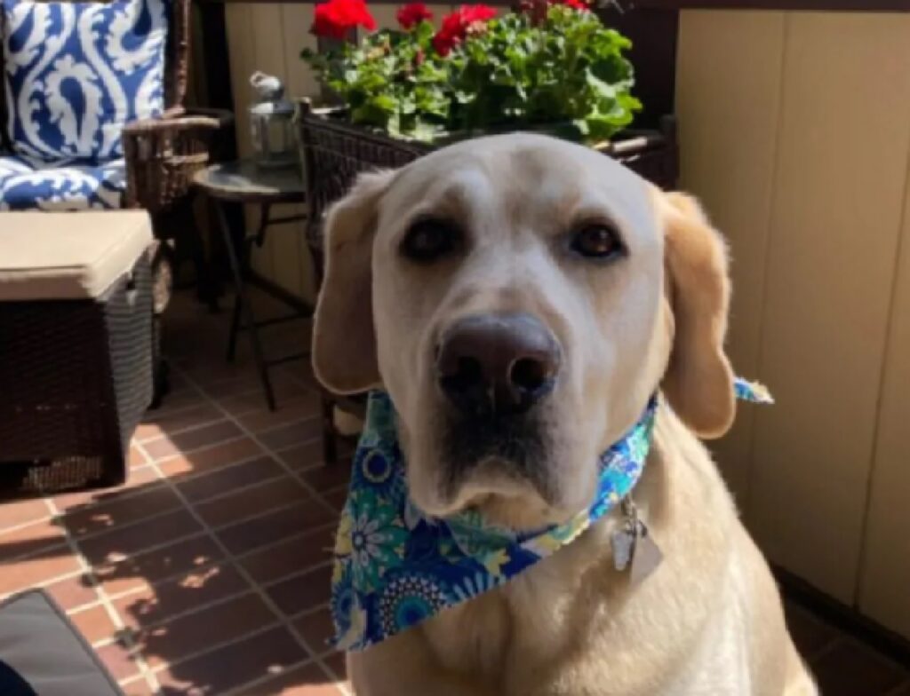 cane labrador con bandana azzurra 