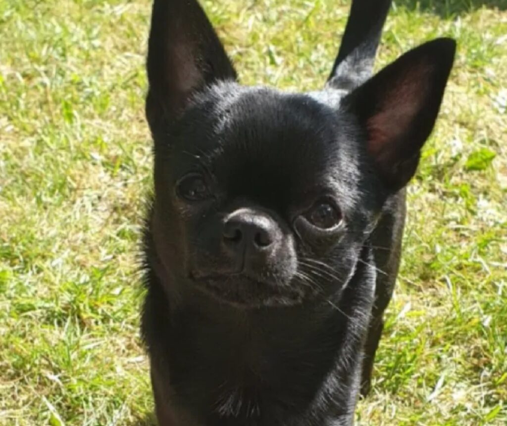 cucciolo chihuahua nero 