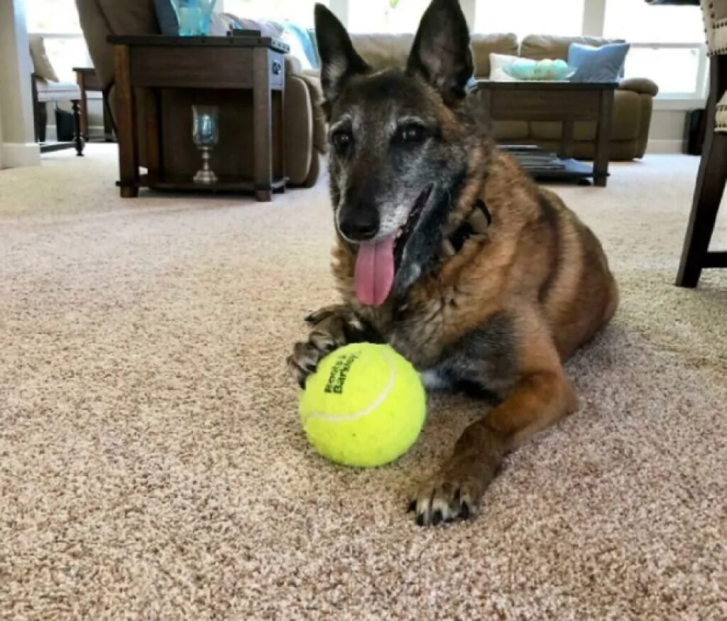 cane vuole giocare con palla 