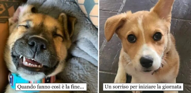 cani che sfruttano loro modo di essere