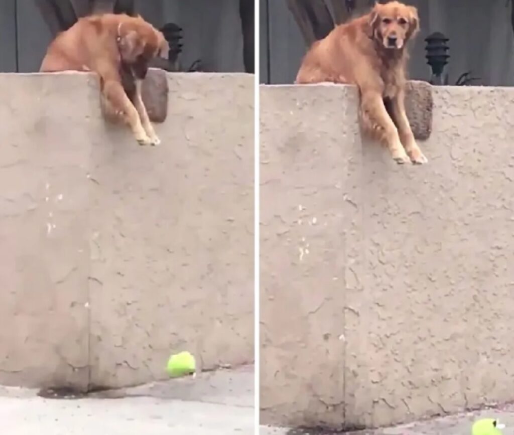 al cane è caduta la palla 