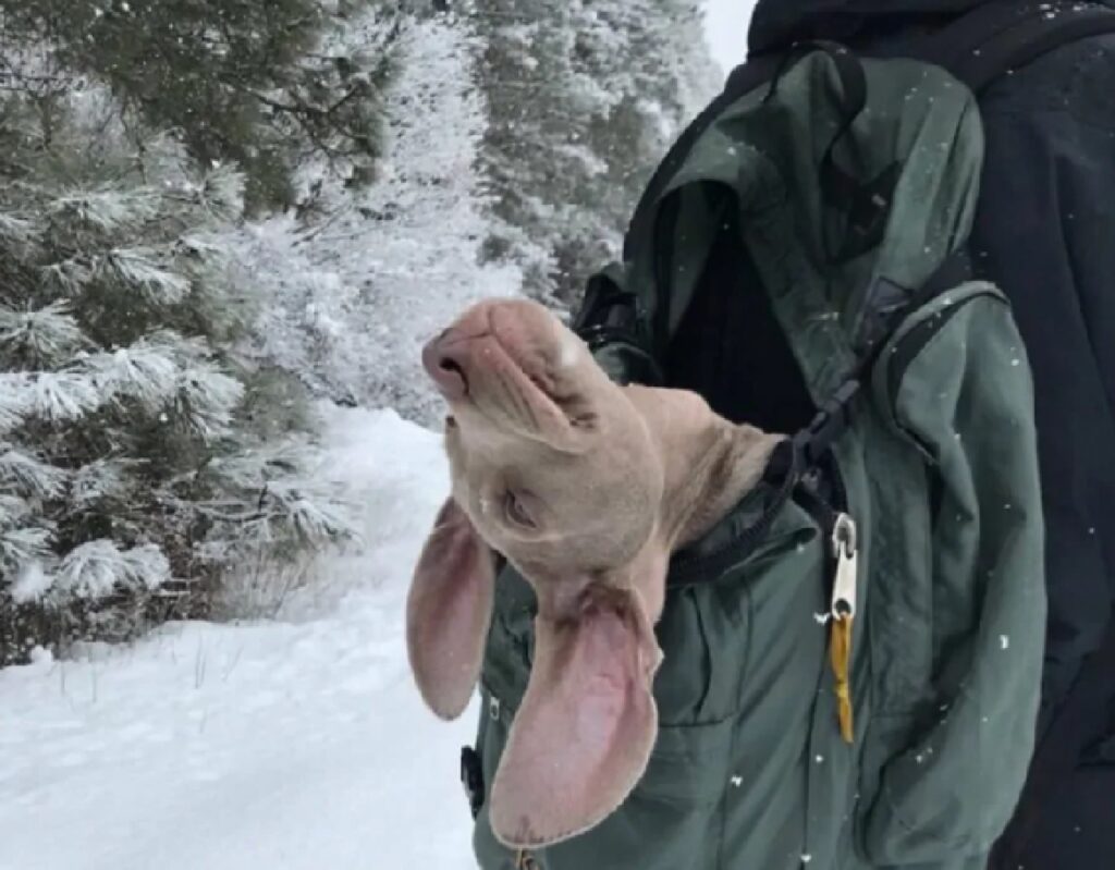 cane dentro lo zaino 