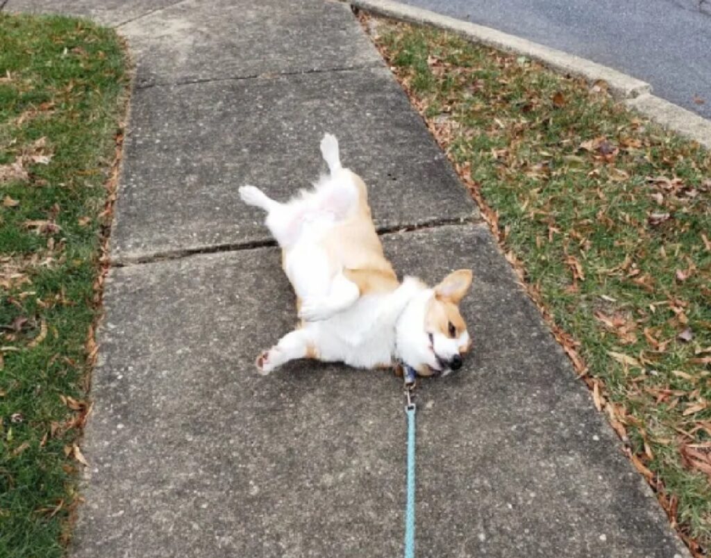 cagnolino non vuole camminare 