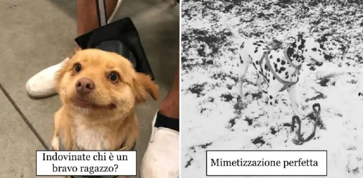 cani che mettono alla prova il web