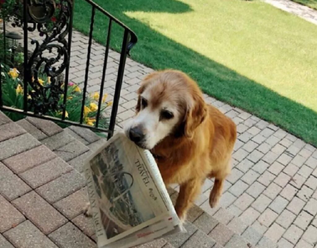 cane golden porta giornale 