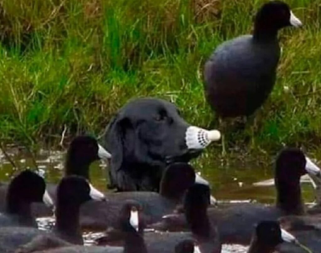 cane nero come papere 