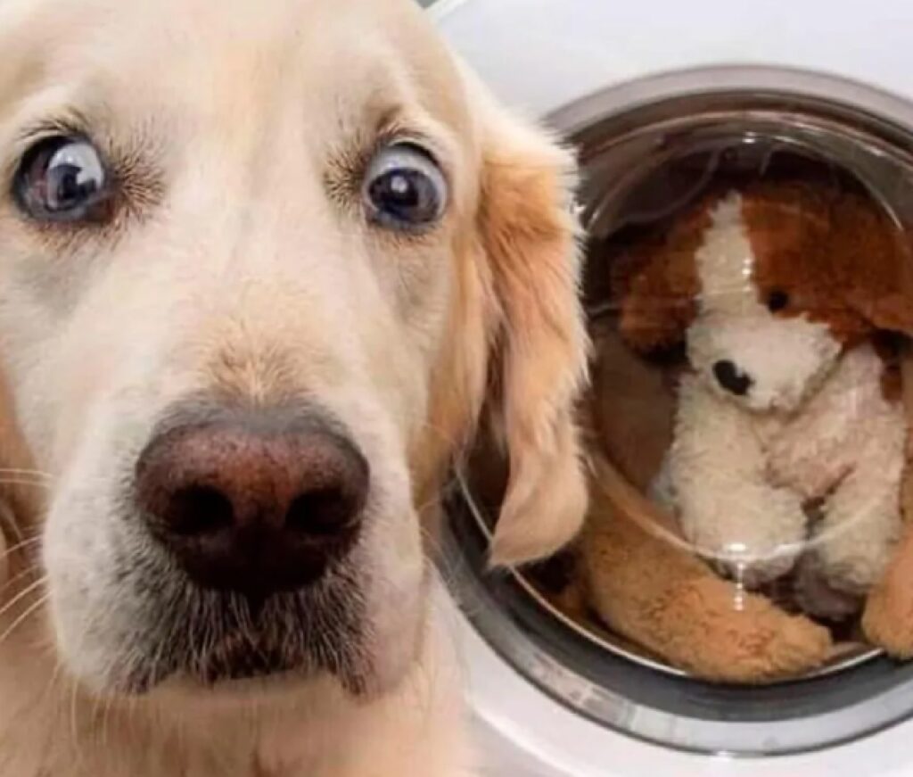 peluche cane lavatrice 