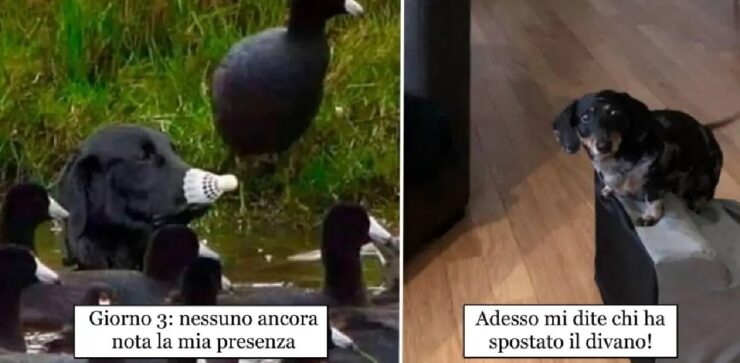 cani che tirano fuori il meglio