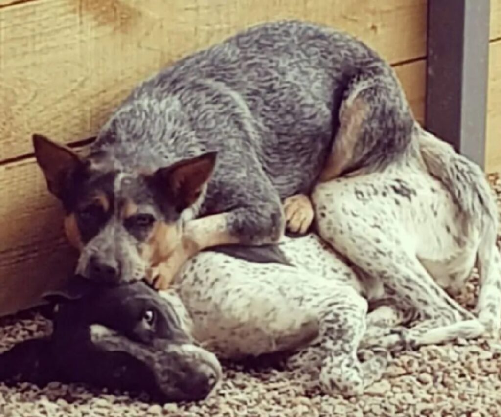 cucciolo dorme su altro cane 