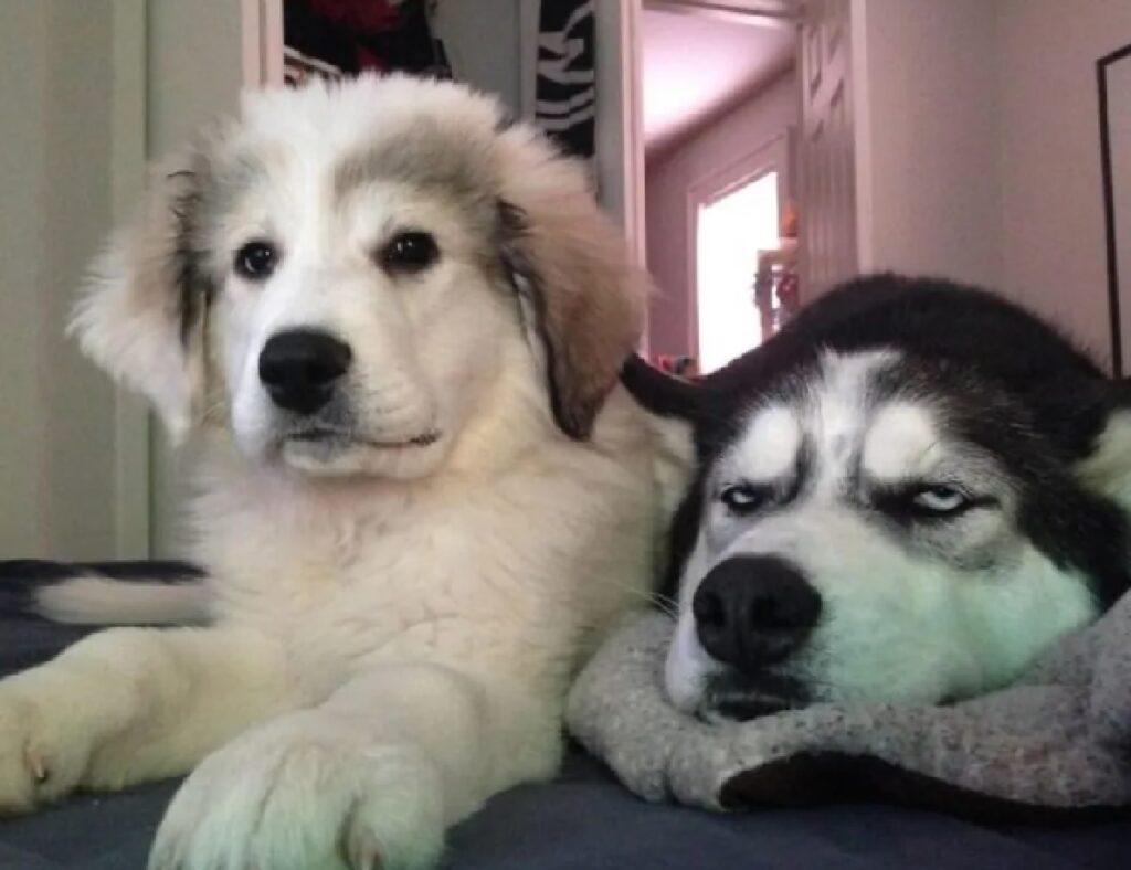 due cani vicini soggiorno 