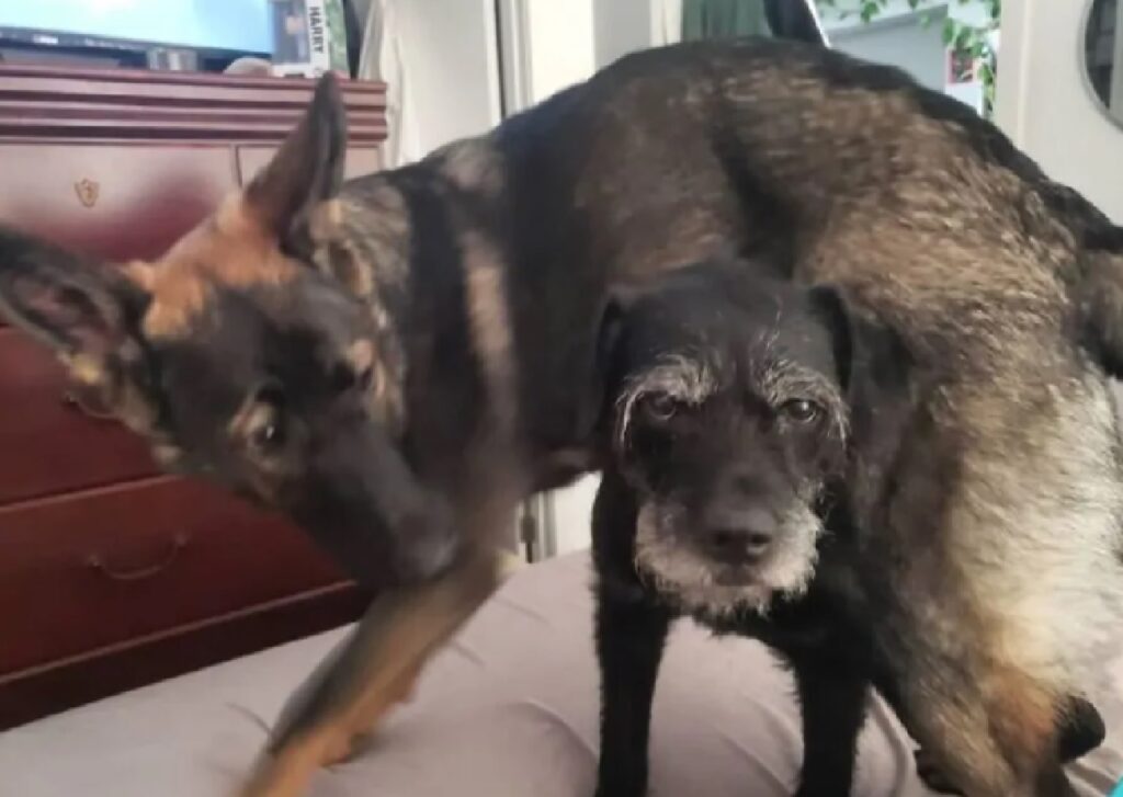 cagnolino sta sotto cuginetto 