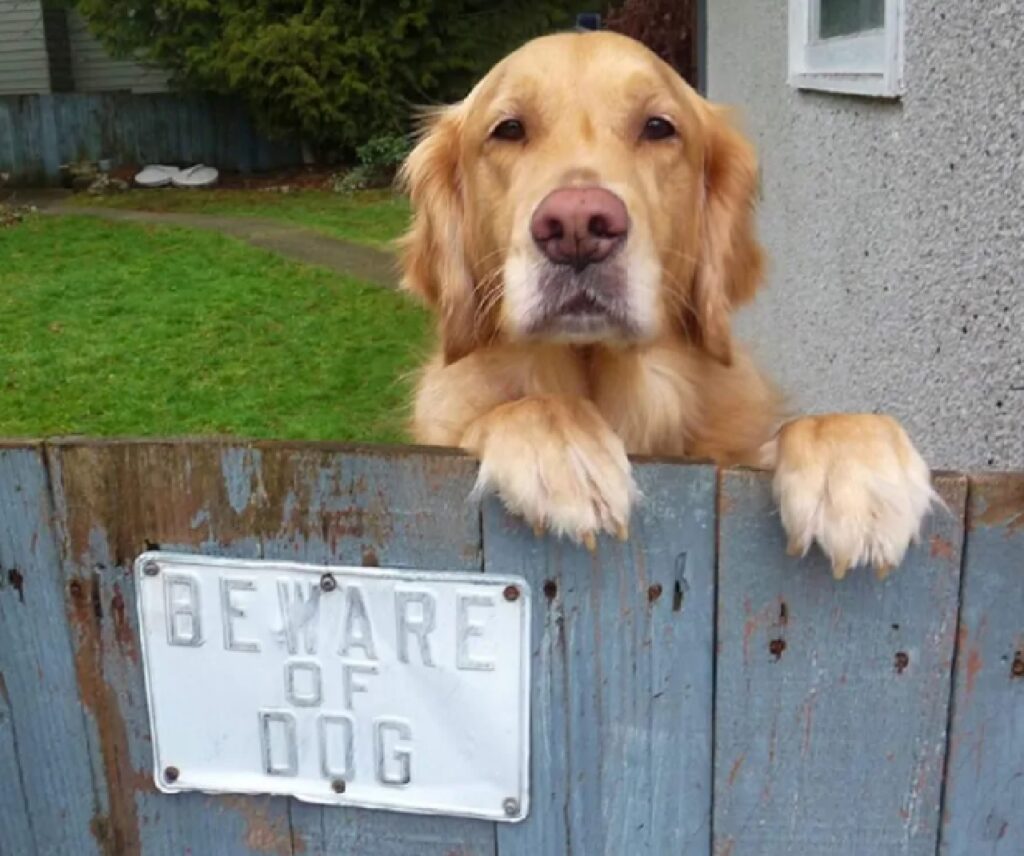 cane golden sguardo dolce 