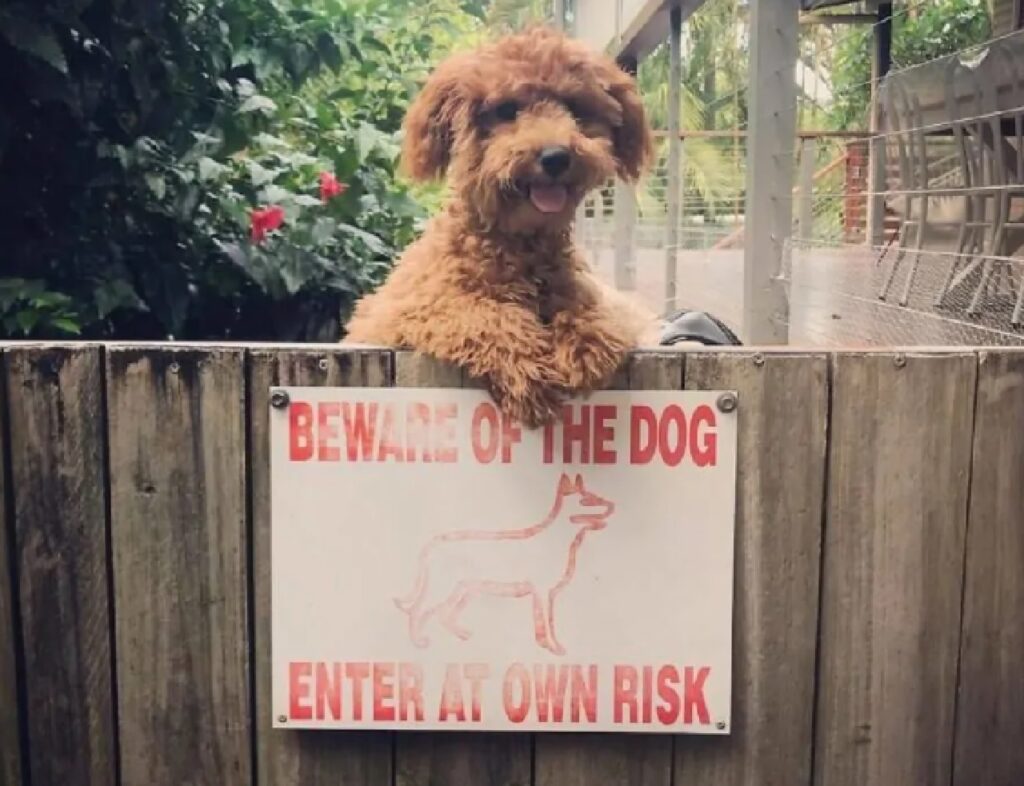 cane barboncino zampe su avviso 