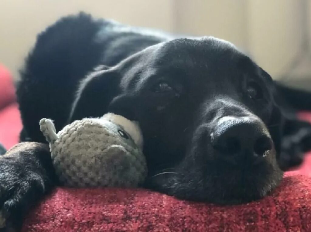 cagnolino nero vicino peluche 