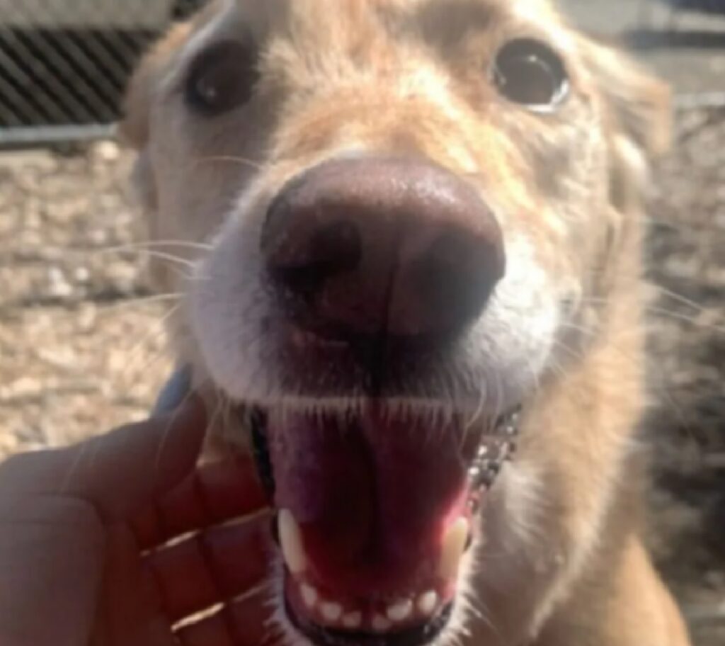 cane meticcio carezza felicità 