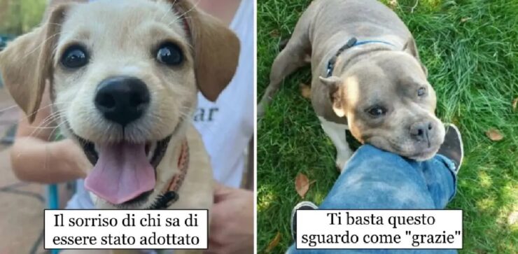 cani che hanno la possibilità di una nuova vita