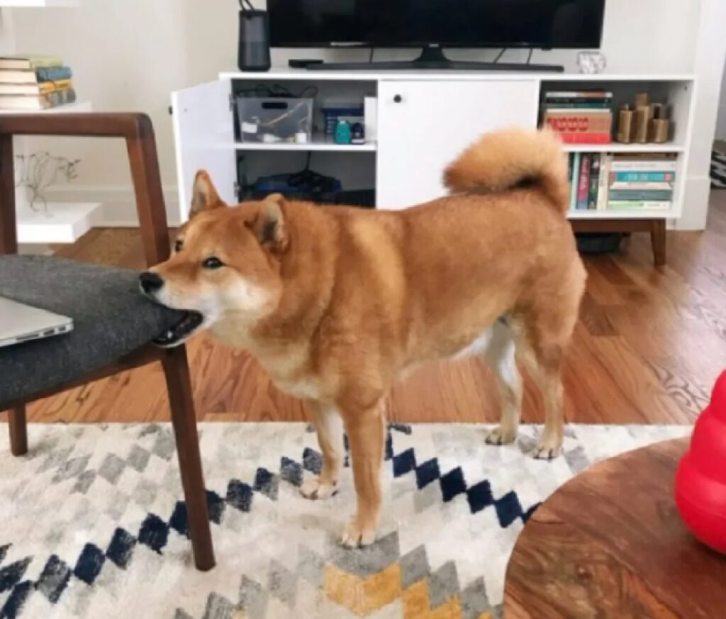 cane morde un tavolino 