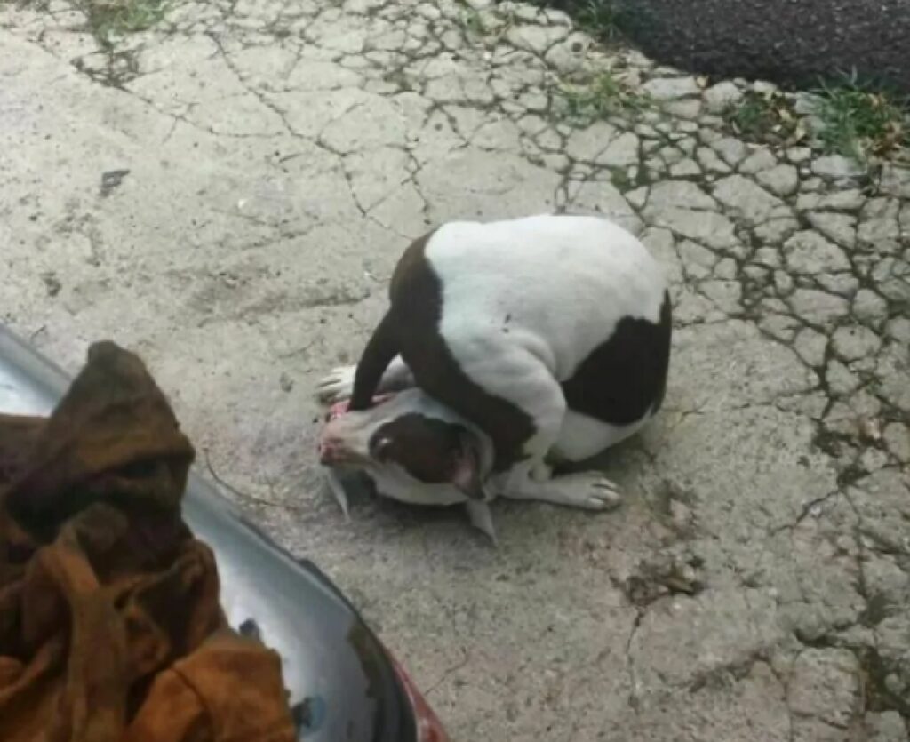 cane tenta il contorsionismo 