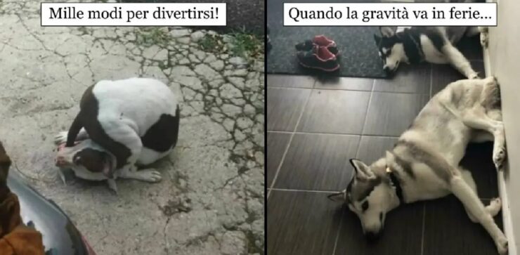 cani che devono fare cose senza una logica di base