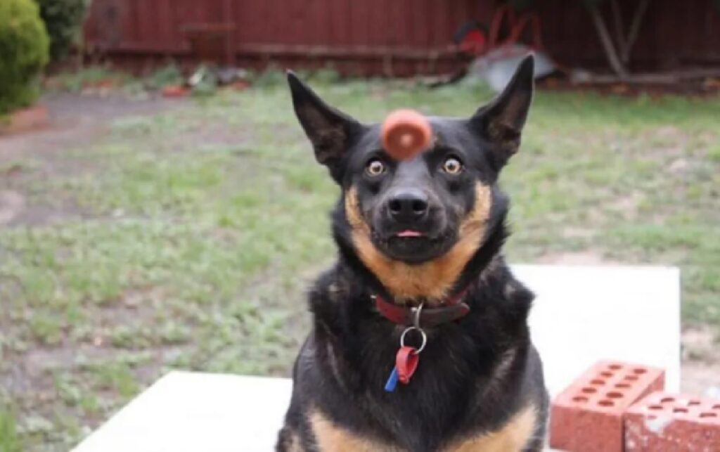 cane sfera precisa sulla fronte 
