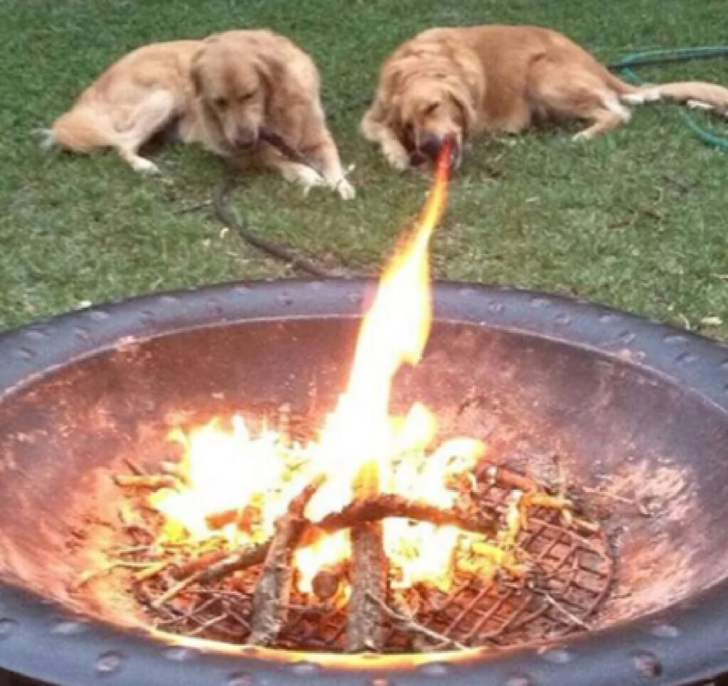 cane che sembra sputare fuoco 