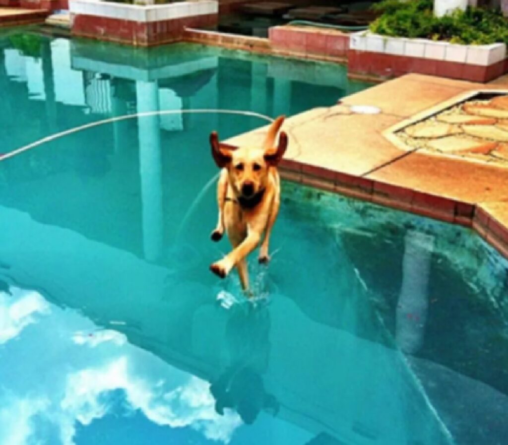 cane sembra camminare sull'acqua 