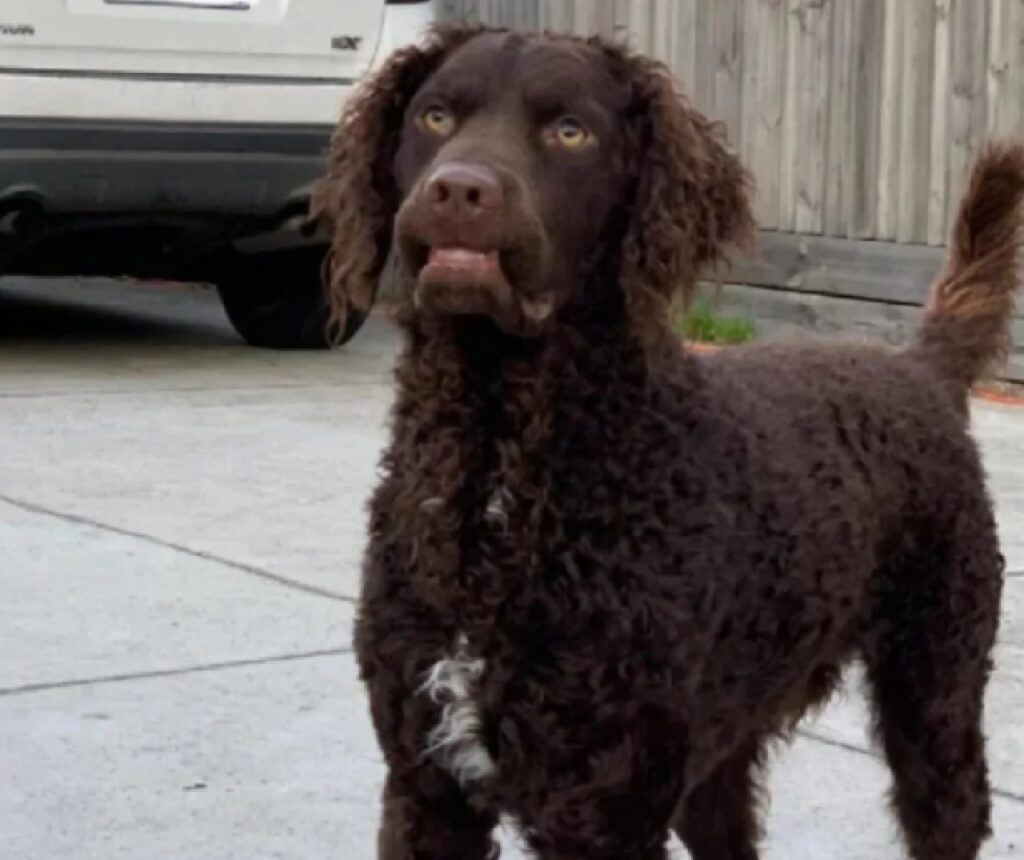 cane denti ritirati dentro 