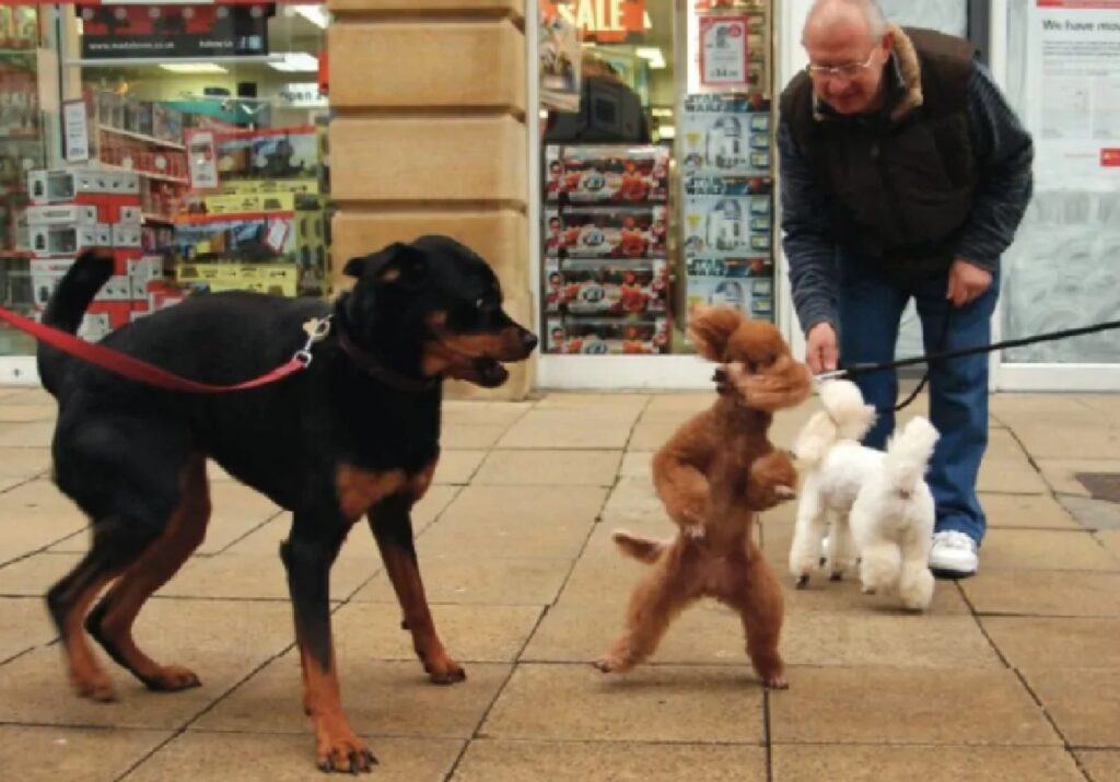 incontro tra due cani 