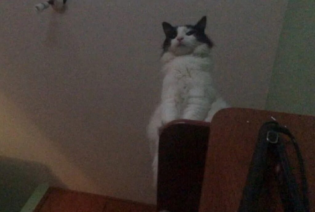 gatto osserva dall'alto