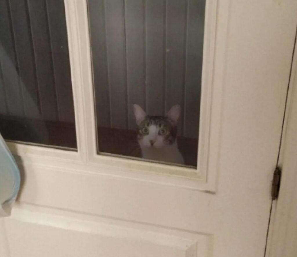 gatto chiuso dietro porta 