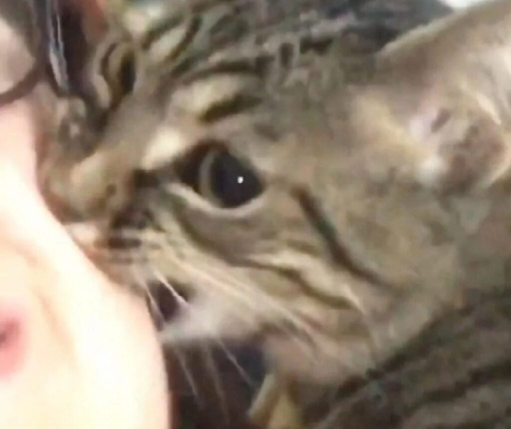 gatto soriano morde una guancia 