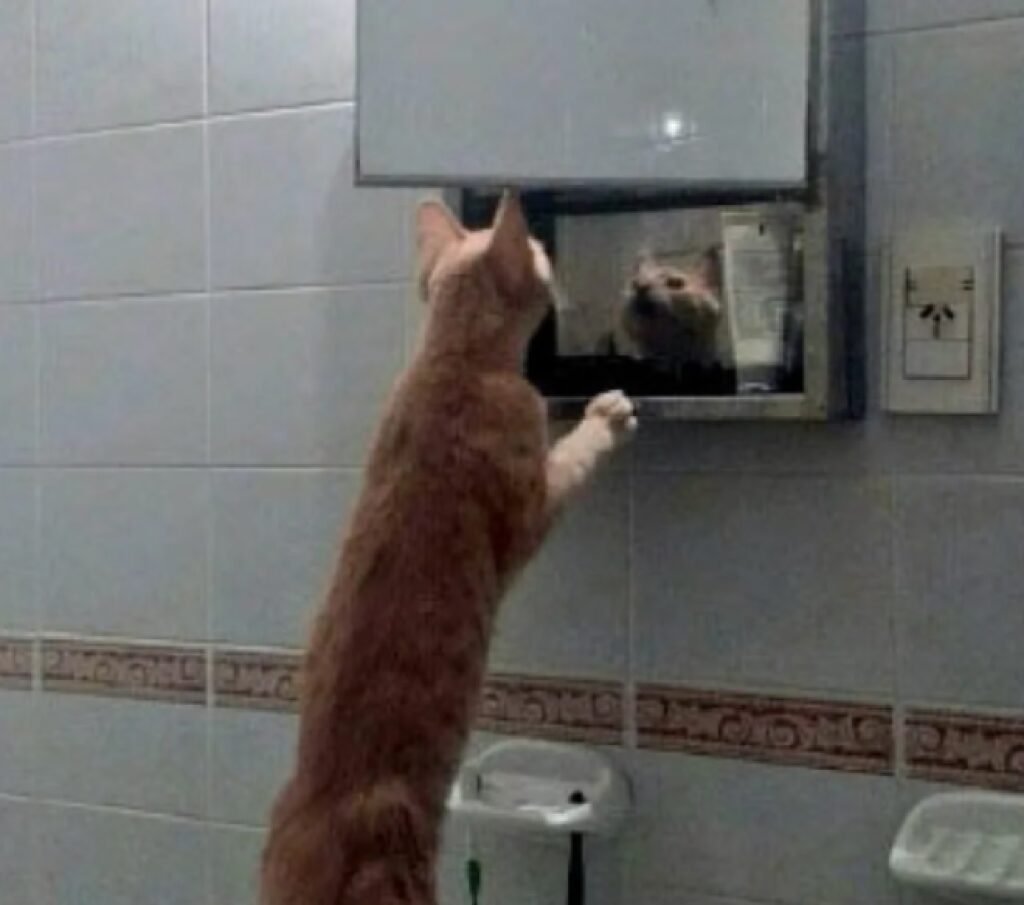 gatto si guarda allo specchio 