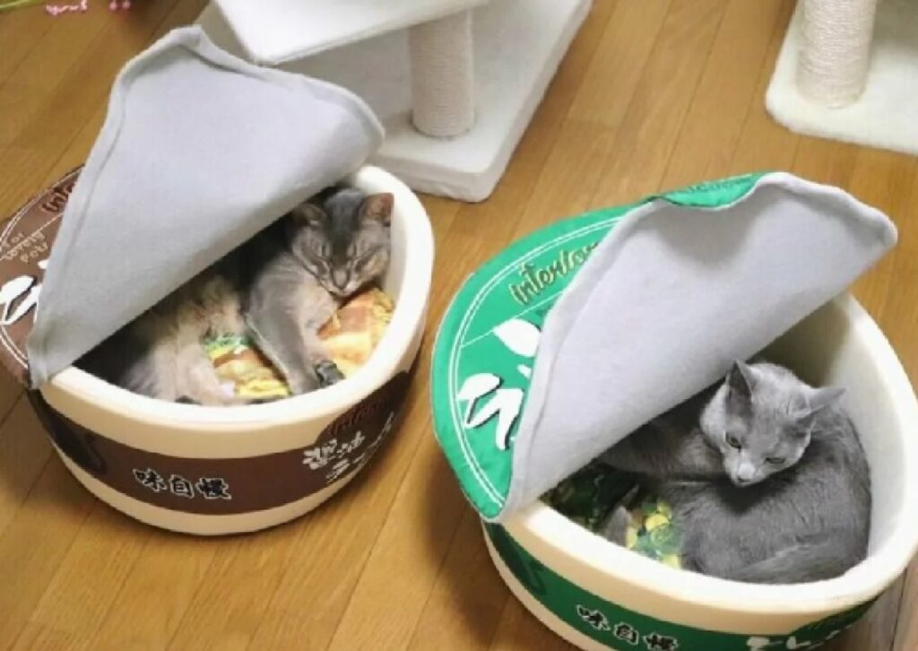 gatti dentro cucce scatolette 