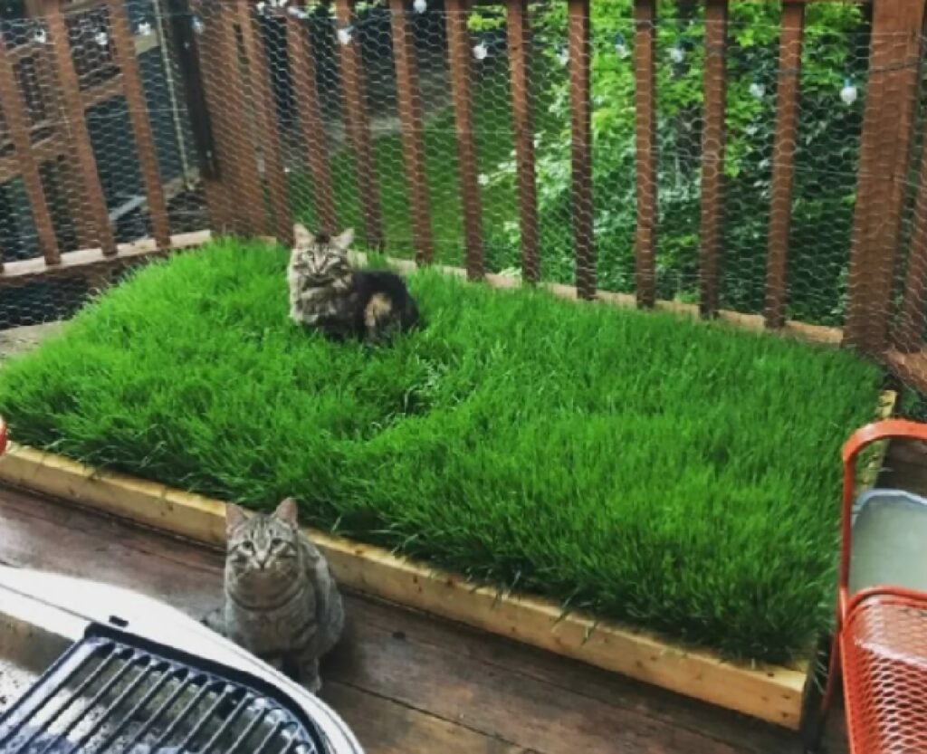 due gatti fuori casa 