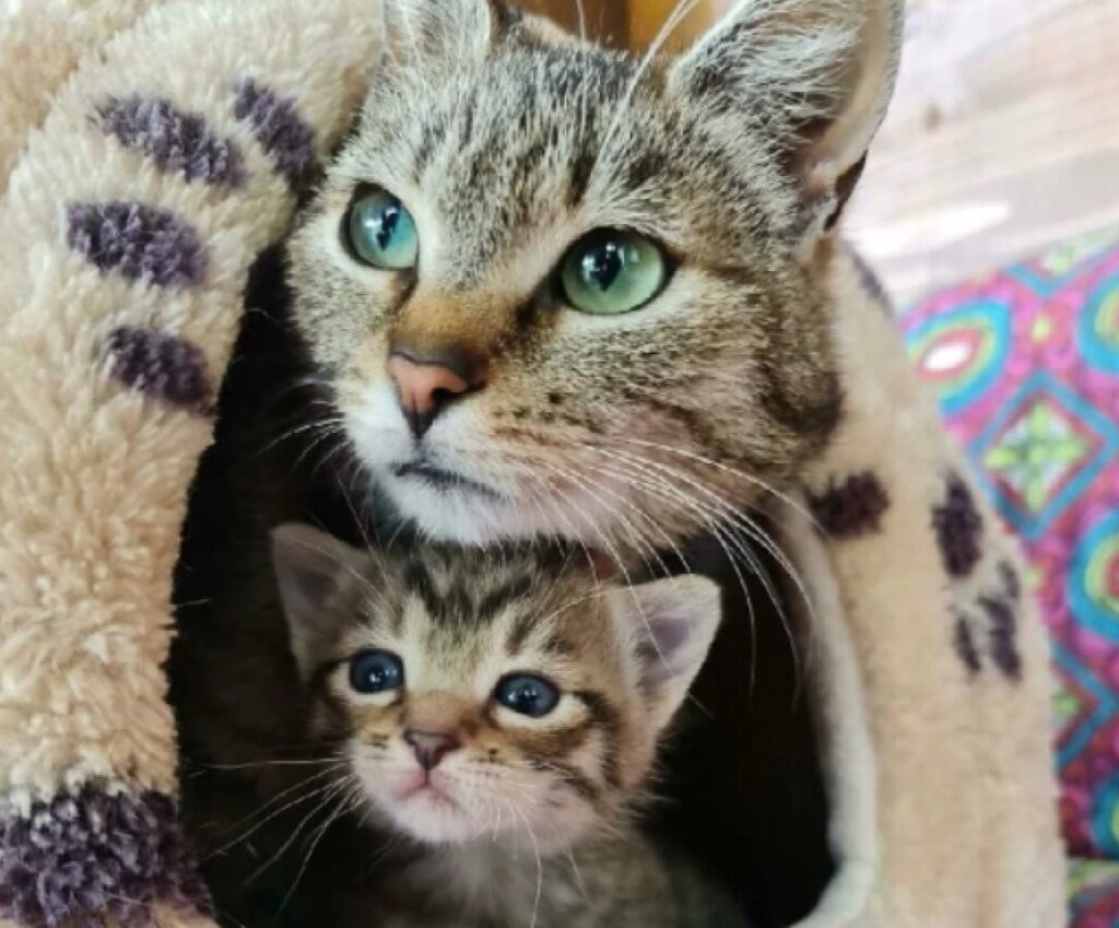 gatti in famiglia mamma e figlio 
