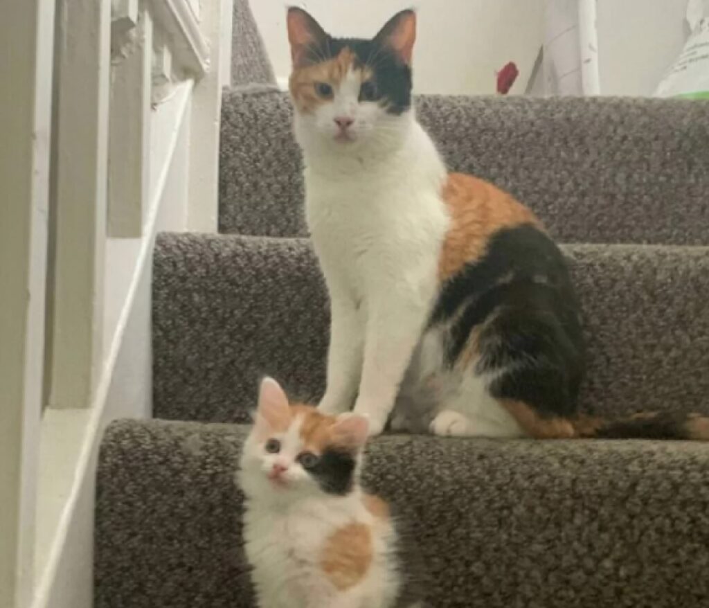 due gatti sulle scale 