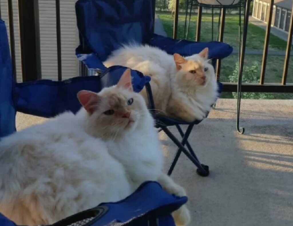 gatti su sedie colore blu 