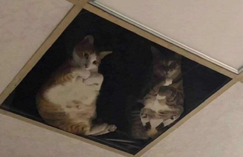 due gatti pannello trasparente 