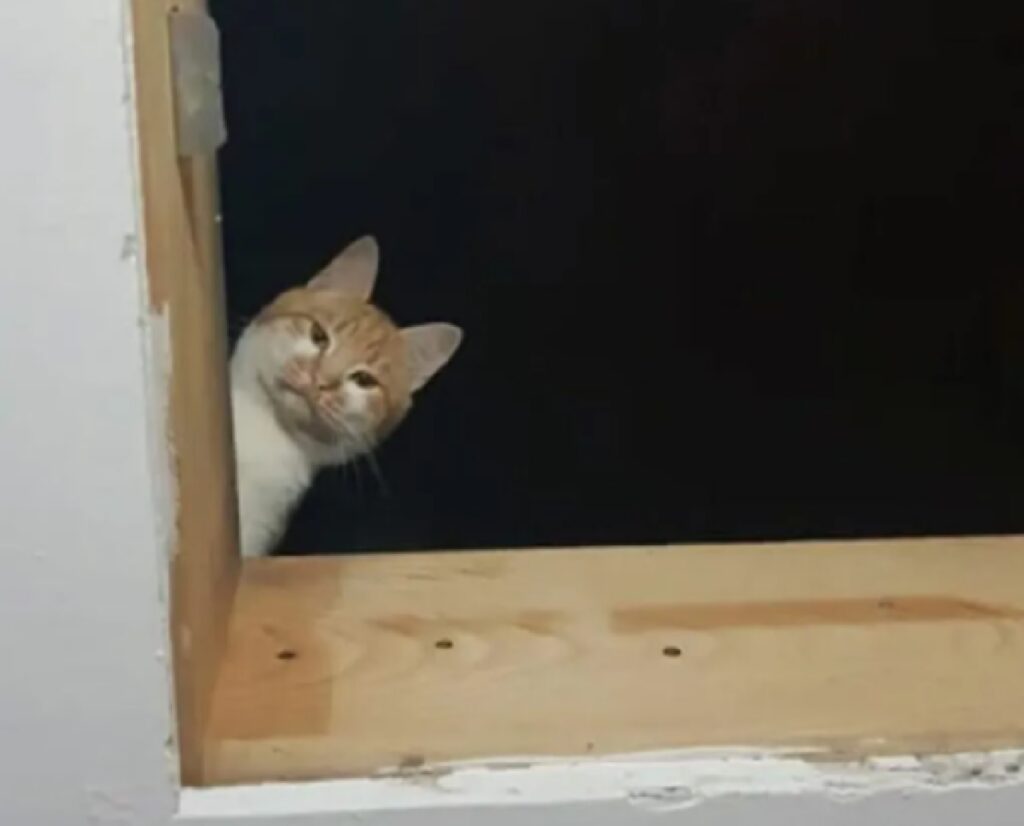 gatto nascosto in soffitta 