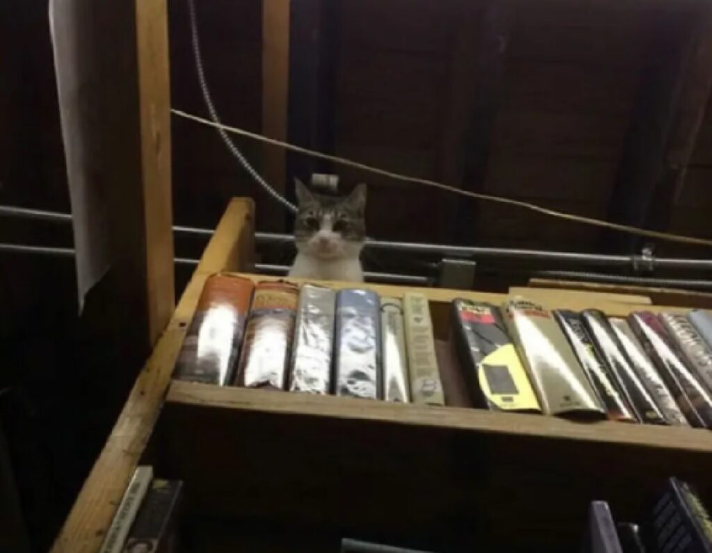 gatto sulla libreria di casa 