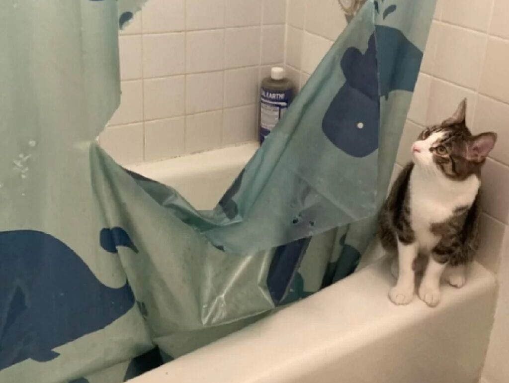 gatto tendina bagno blu 