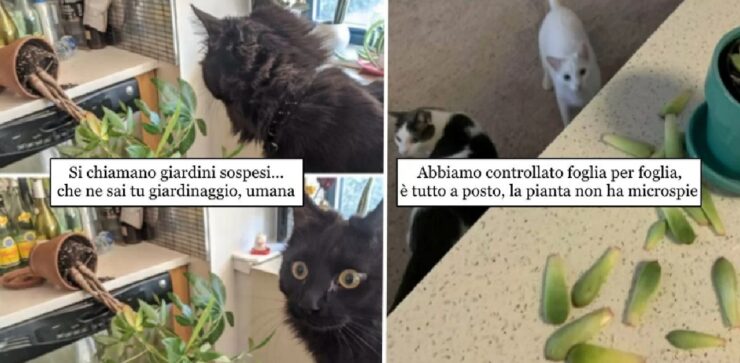 gatti che hanno bisogno di buttare giù tutto